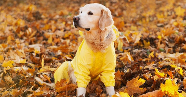 Köpek Yağmurluk