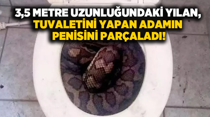 3,5 metre uzunluğundaki yılan, tuvaletini yapan adamın penisini parçaladı!
