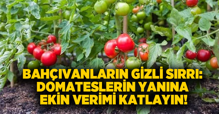 Bahçıvanların gizli sırrı: Domateslerin yanına ekin verimi katlayın!