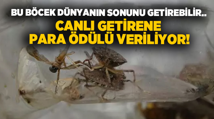 Bu böcek dünyanın sonunu getirebilir.. Canlı getirene para ödülü veriliyor!
