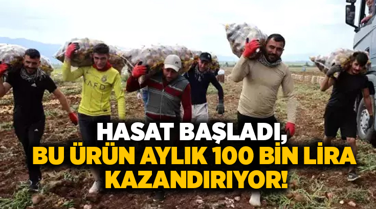 Hasat başladı, bu ürün aylık 100 bin lira kazandırıyor!