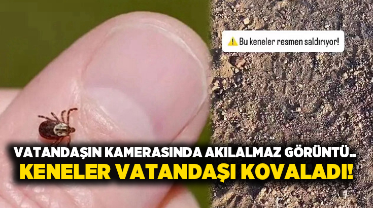 Vatandaşın kamerasında akılalmaz görüntü.. Keneler vatandaşı kovaladı!