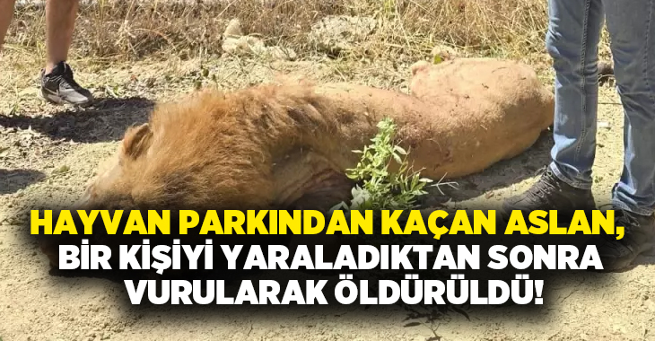Hayvan parkından kaçan aslan, bir kişiyi yaraladıktan sonra vurularak öldürüldü!