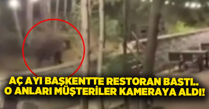Aç ayı başkentte restoran bastı.. O anları müşteriler kameraya aldı!