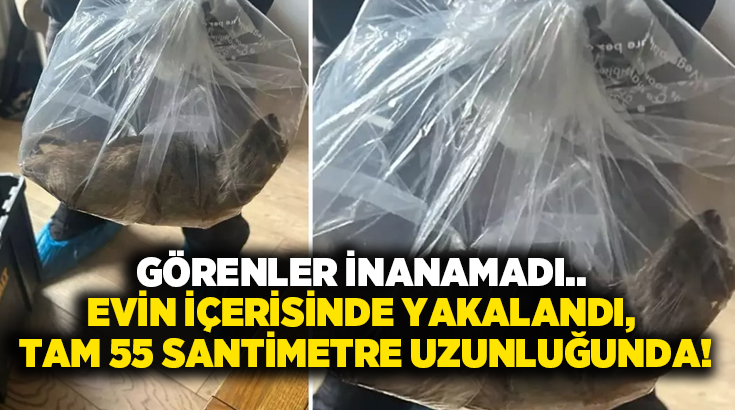 Görenler inanamadı.. Evin içerisinde yakalandı, tam 55 santimetre uzunluğunda!