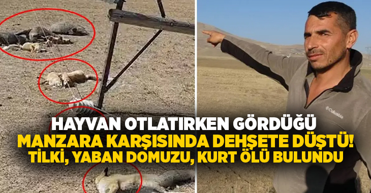 Hayvan otlatırken gördüğü manzara karşısında dehşete düştü!