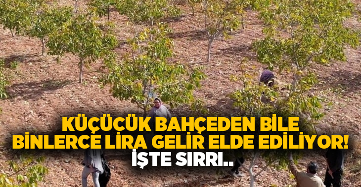 Küçücük bahçeden bile binlerce lira gelir elde ediliyor! İşte sırrı..