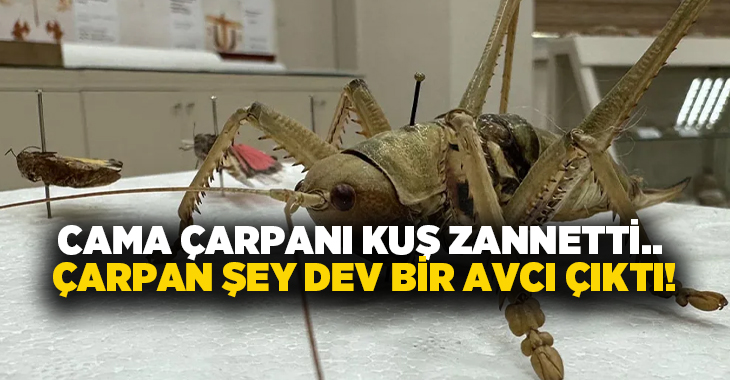 Cama çarpanı kuş zannetti.. Çarpan şey dev bir avcı çıktı!