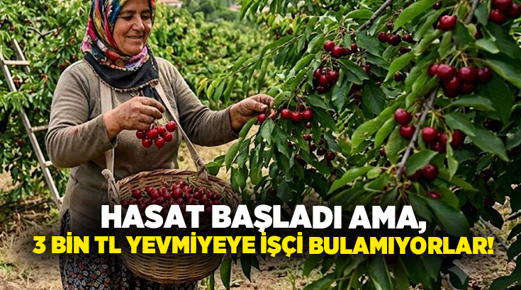 Hasat başladı ama, 3 bin TL yevmiyeye işçi bulamıyorlar!