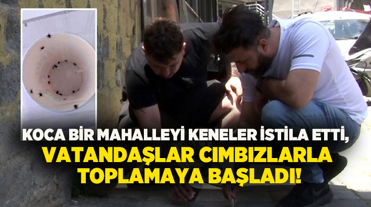 Koca bir mahalleyi keneler istila etti, vatandaşlar cımbızlarla toplamaya başladı!