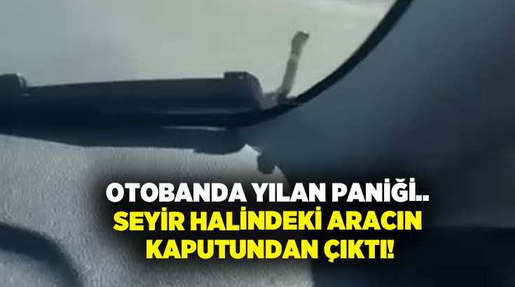 Otobanda yılan paniği.. Seyir halindeki aracın kaputundan çıktı!