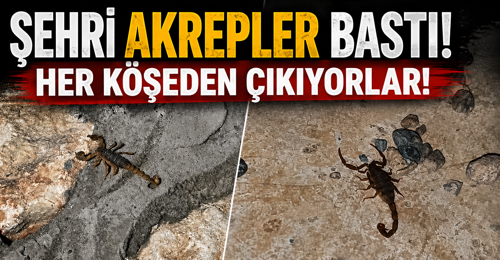 Şehri akrepler bastı.. Evlerden ve bahçelerden çıkıyorlar!