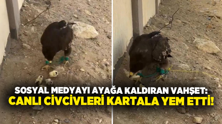 Sosyal medyayı ayağa kaldıran vahşet: Canlı civcivleri kartala yem etti!