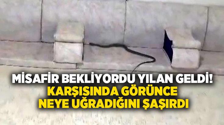 Misafir bekliyordu yılan geldi! Karşısında görünce neye uğradığını şaşırdı