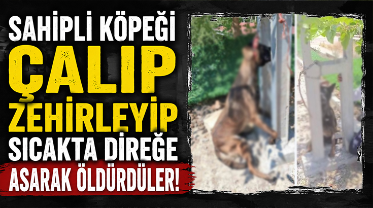 Sahipli köpeği çalıp zehirleyip sıcakta direğe asarak öldürdüler!