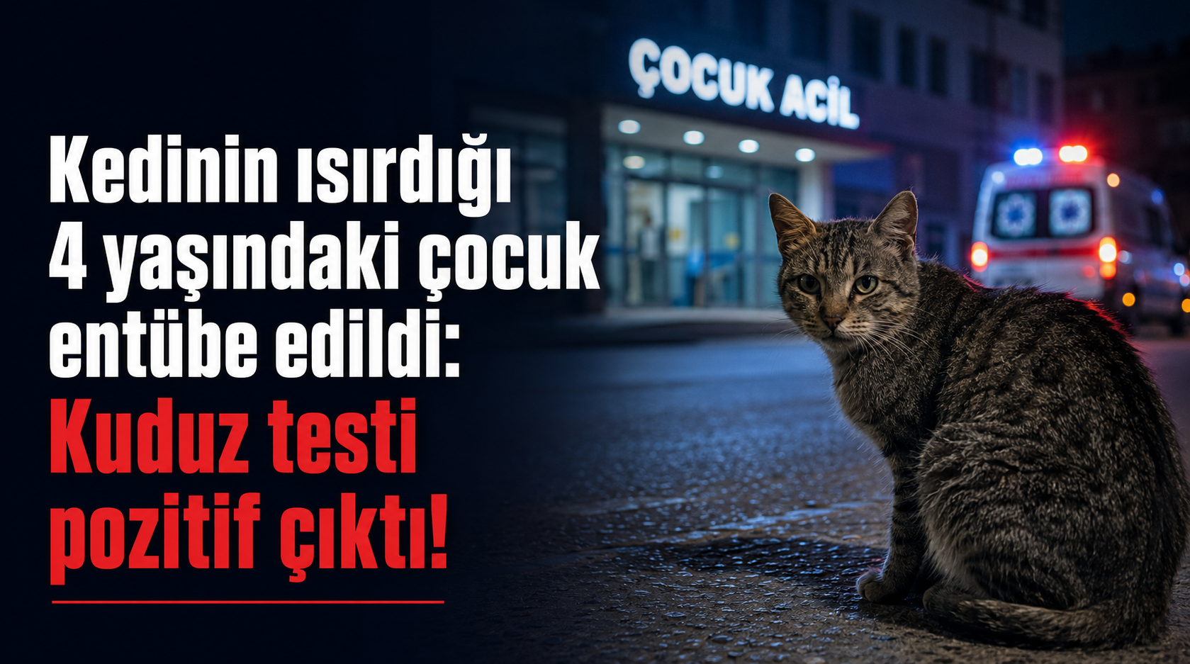 Kedinin Isırdığı 4 Yaşındaki Çocuk Entübe Edildi: Kuduz Testi Pozitif Çıktı
