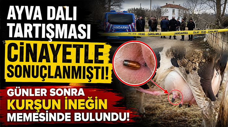 Ayva dalı tartışması cinayetle sonuçlanmıştı! Günler sonra kurşun ineğin memesinde bulundu!