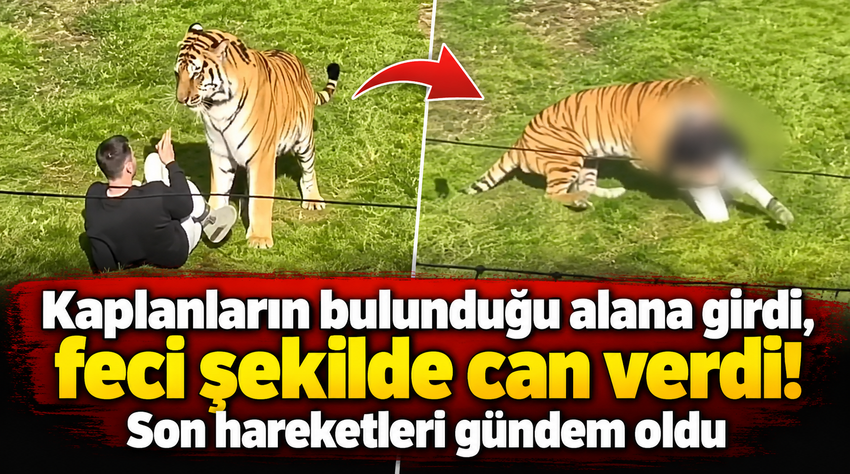 Kaplanların bulunduğu alana girdi, feci şekilde can verdi.. Son hareketleri gündem oldu!