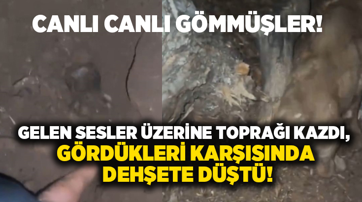 Gelen sesler üzerine toprağı kazdı, gördükleri karşısında dehşete düştü!