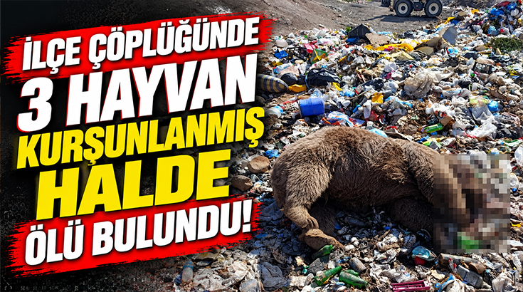 İlçe çöplüğünde 3 hayvan kurşunlanmış halde ölü bulundu!
